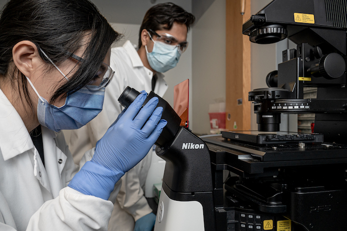 Two researchers wearing masks and safety glasses examine samples using a Nikon microscope in a lab.