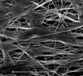 design-of-biomimetic-materials-emerging-cluster-1.png